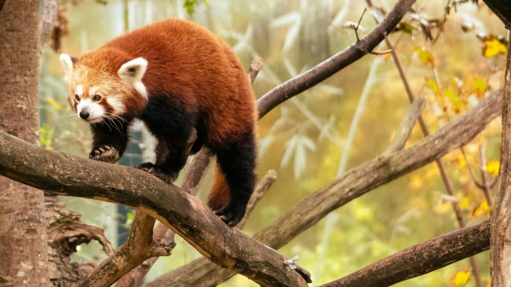 Stunning Red Panda Walking on Tree Branch 4K Desktop Wallpaper