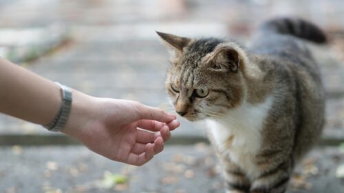 Gentle Interaction Between Human and Tabby Cat 4K Desktop Wallpaper