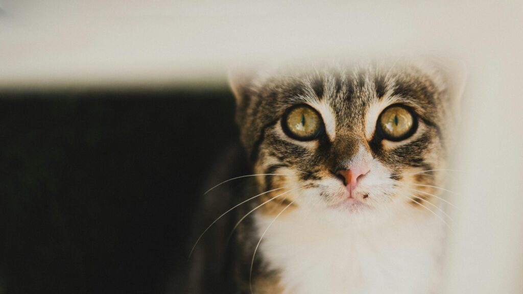 Close Up Portrait of a Cute Tabby Cat with Intense Eyes 4K Wallpaper