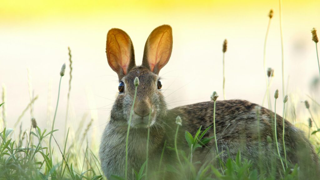 Close-up Portrait of a Wild Rabbit in Golden Hour Meadow 4K Wallpaper