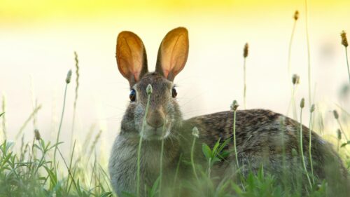 Close-up Portrait of a Wild Rabbit in Golden Hour Meadow 4K Wallpaper