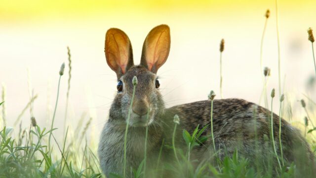 Close-up Portrait of a Wild Rabbit in Golden Hour Meadow 4K Wallpaper