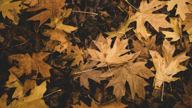 Autumn Leaves on Forest Floor Earthy Brown Aesthetic PC Wallpaper