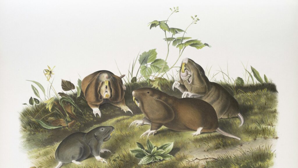 Vintage Illustration of Burrowing Gophers and Moles Desktop Wallpaper