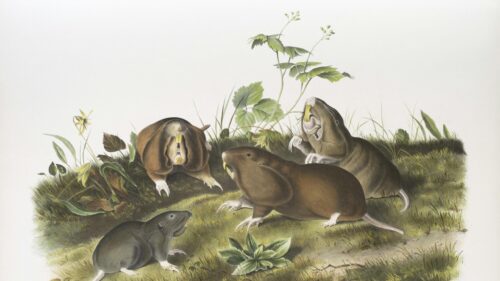 Vintage Illustration of Burrowing Gophers and Moles Desktop Wallpaper