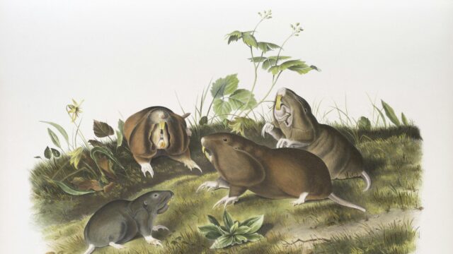 Vintage Illustration of Burrowing Gophers and Moles Desktop Wallpaper