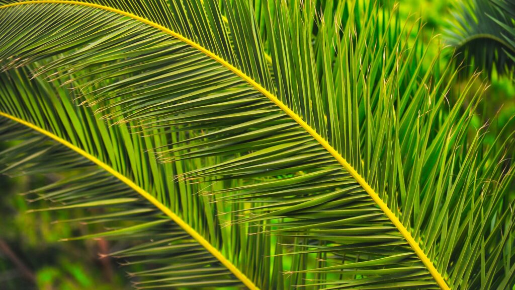 Vibrant Green Palm Frond Tropical Nature Desktop Wallpaper