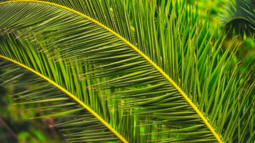 Vibrant Green Palm Frond Tropical Nature Desktop Wallpaper