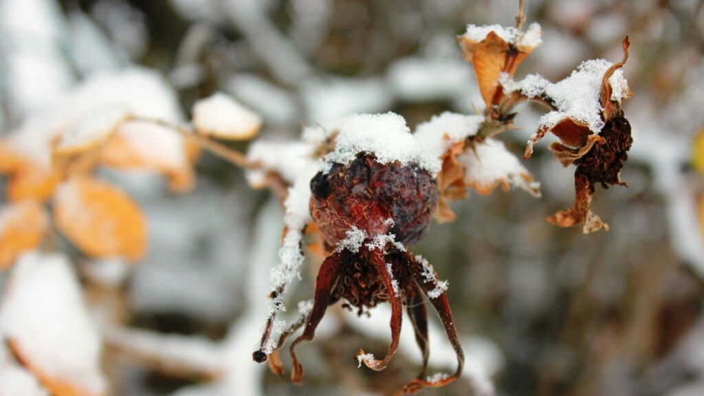 Frozen Wild Rose Hip in Winter Snow 4K Desktop Wallpaper