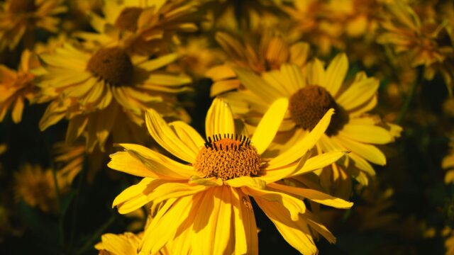 Vibrant Sunlit Yellow Rudbeckia Flower Field 4K Desktop Wallpaper