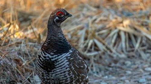 Spruce Grouse with Vibrant Red Eyebrow 4K Desktop Wallpaper