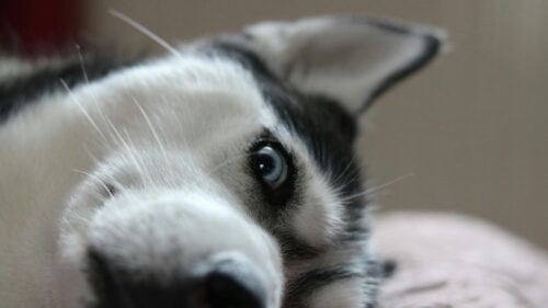 Close-up Siberian Husky Puppy with Blue Eyes Desktop Wallpaper