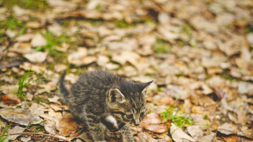 Adorable Tabby Kitten Exploring Autumn Leaves Desktop Wallpaper