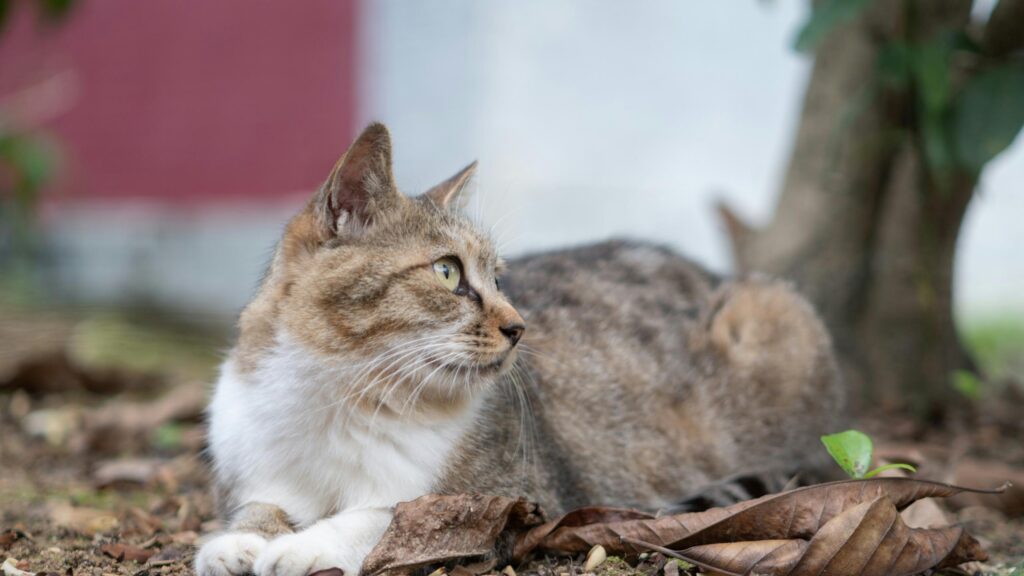 Calico Tabby Cat Resting in Autumn Leaves Desktop Wallpaper