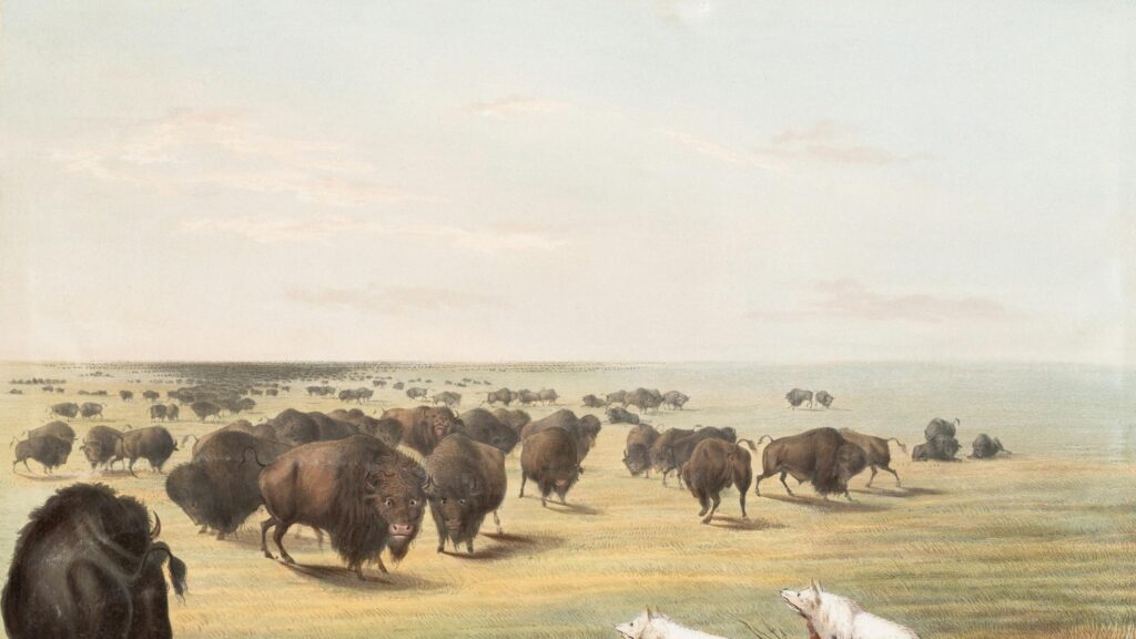 American Bison Herd on the Great Plains 4K Desktop Wallpaper