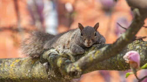 Cute Eastern Gray Squirrel Resting on Mossy Tree Branch Desktop Wallpaper