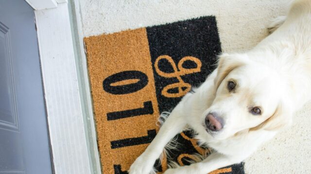 Cute Golden Retriever Dog Lying on Hello Door Mat Desktop Wallpaper
