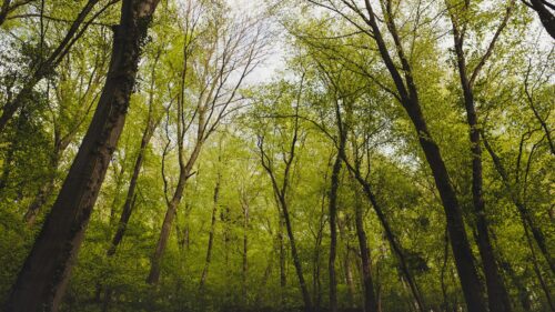 Breathtaking Lush Green Forest Canopy Sunlight 4K Wallpaper
