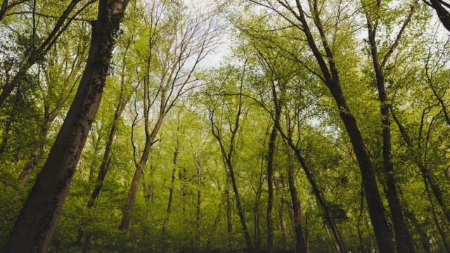 Breathtaking Lush Green Forest Canopy Sunlight 4K Wallpaper