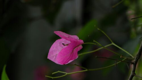 Stunning Pink Bougainvillea Petal Macro Nature 4K Wallpaper
