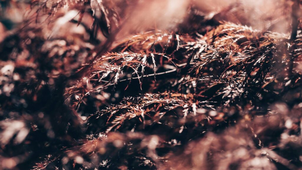 Close-up Macro Shot of Crimson Japanese Maple Foliage 4K Wallpaper
