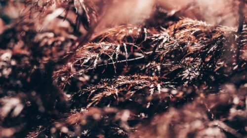 Close-up Macro Shot of Crimson Japanese Maple Foliage 4K Wallpaper