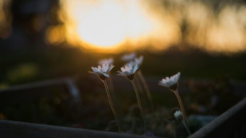 Golden Hour Daisies Soft Floral Sunlight Nature Desktop Wallpaper