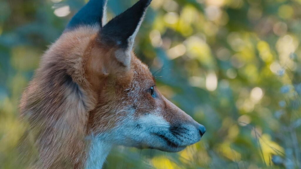Stunning Side Profile of a Wild Red Fox Desktop Wallpaper