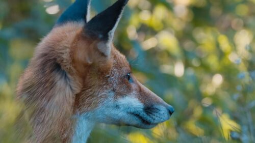 Stunning Side Profile of a Wild Red Fox Desktop Wallpaper