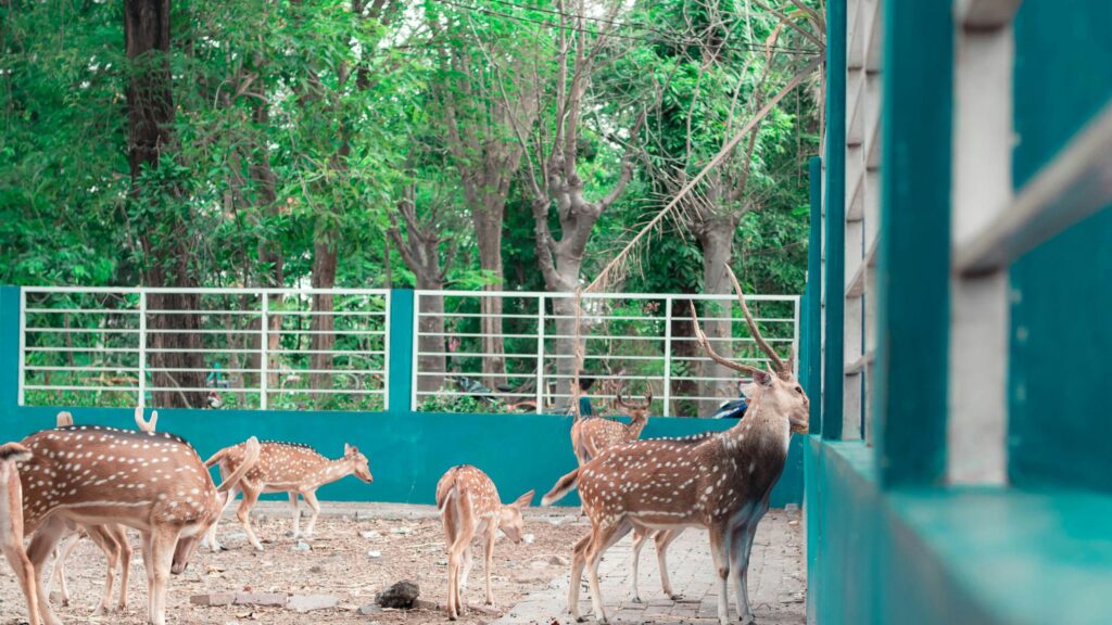 Spotted Deer Herd in a Sunny Enclosure 4K Desktop Wallpaper