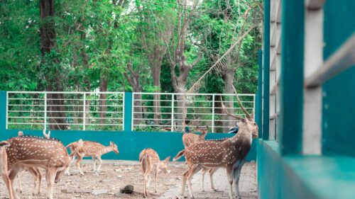 Spotted Deer Herd in a Sunny Enclosure 4K Desktop Wallpaper