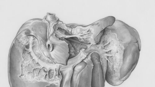 Anatomical Human Liver Illustration 4K Desktop Wallpaper