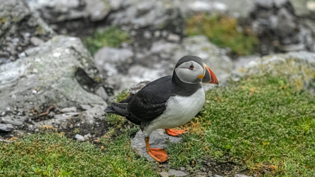 Stunning Atlantic Puffin on Rocky Green Coastal Cliff 4K Desktop Wallpaper