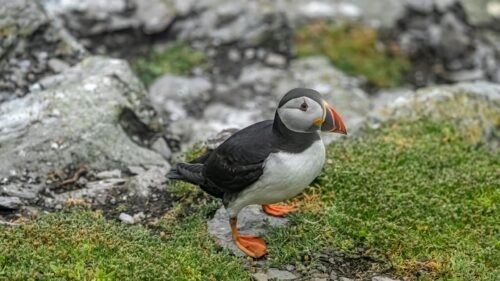 Stunning Atlantic Puffin on Rocky Green Coastal Cliff 4K Desktop Wallpaper