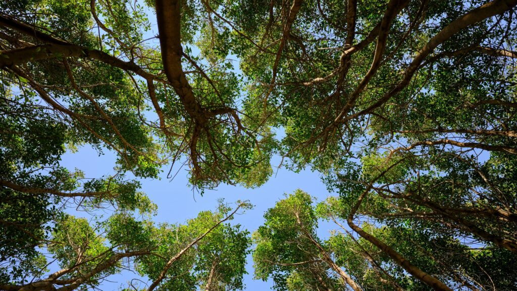 Low Angle View of Lush Green Treetops Against Bright Blue Sky 4K Wallpaper