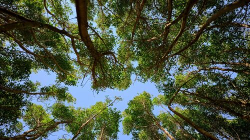 Low Angle View of Lush Green Treetops Against Bright Blue Sky 4K Wallpaper