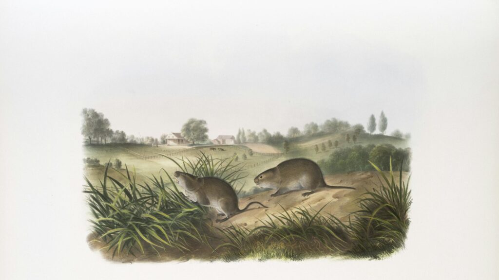 Vintage Meadow Muskrats in Rural Landscape Desktop Wallpaper
