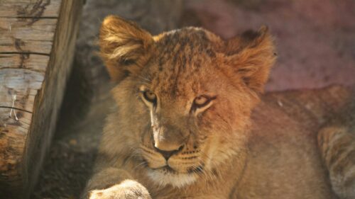 Stunning Lion Cub Close-Up Portrait 4K Desktop Wallpaper