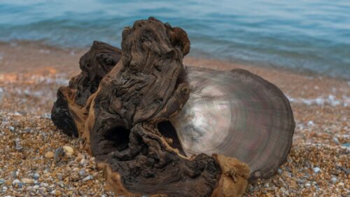 Abstract Driftwood and Iridescent Seashell on Pebble Beach 4K Wallpaper