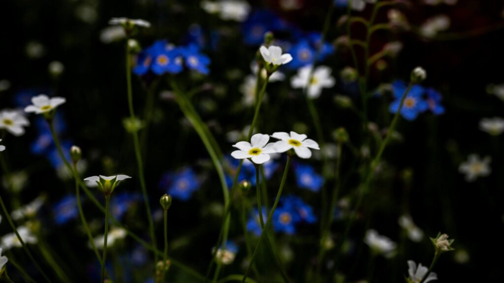 Delicate White and Blue Forget-Me-Not Flowers Nature Desktop Wallpaper