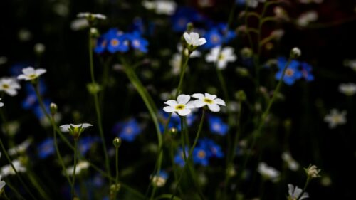 Delicate White and Blue Forget-Me-Not Flowers Nature Desktop Wallpaper
