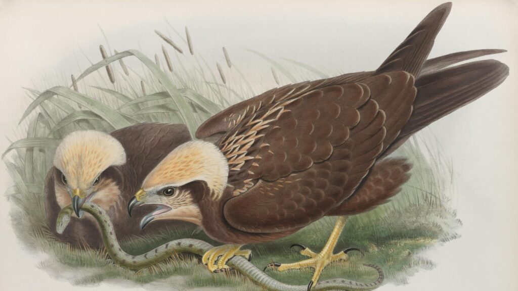 Vintage Marsh Harrier Bird Hunting Illustration 4K Desktop Wallpaper