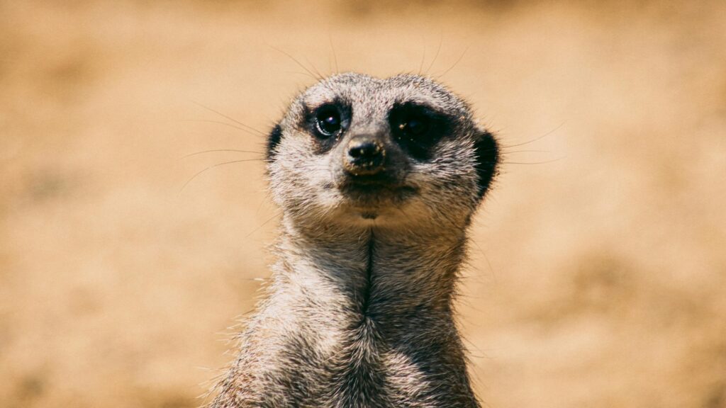 Close-up Meerkat Looking Up High Resolution 4K Desktop Wallpaper