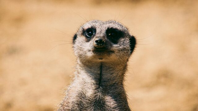 Close-up Meerkat Looking Up High Resolution 4K Desktop Wallpaper