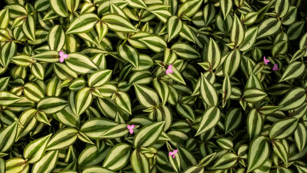 Beautiful Wandering Jew Plant Foliage with Pink Flowers 4K Wallpaper
