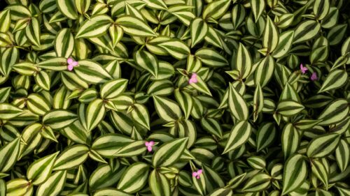 Beautiful Wandering Jew Plant Foliage with Pink Flowers 4K Wallpaper