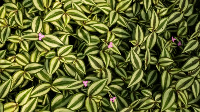 Beautiful Wandering Jew Plant Foliage with Pink Flowers 4K Wallpaper