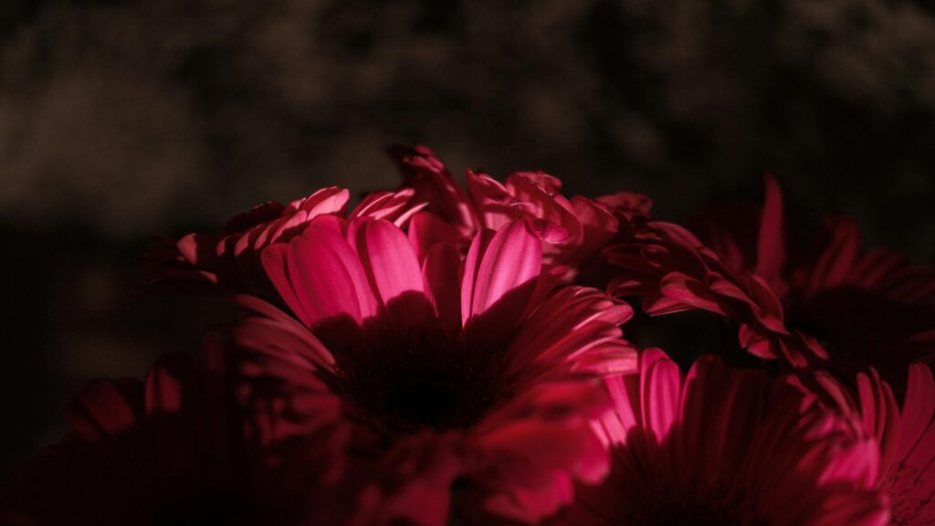 Dark Red Gerbera Daisy Flower Macro 4K Desktop Wallpaper