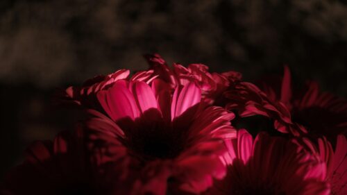 Dark Red Gerbera Daisy Flower Macro 4K Desktop Wallpaper
