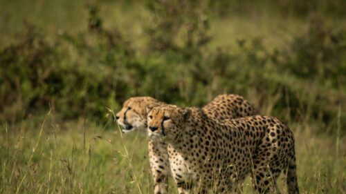 Two Majestic Cheetahs Standing in the Wild Savanna 4K Wallpaper